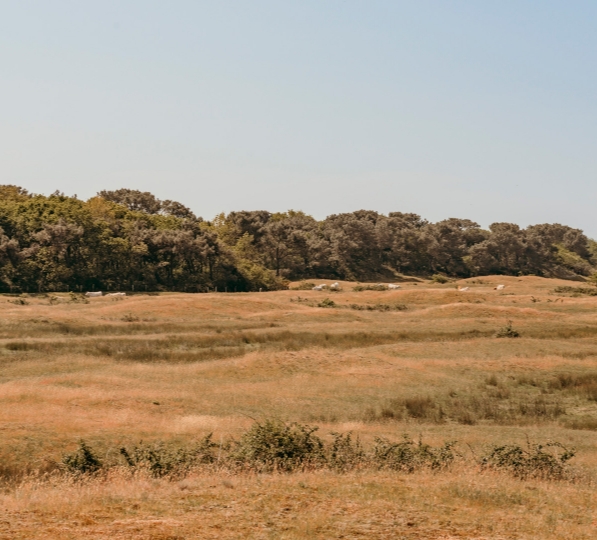 Grazende koeien in de Westduinen bij Ouddorp.
