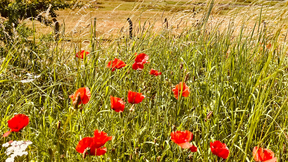 Klaprozen op de zandbult bij de Westduinen naast camping Kotestee