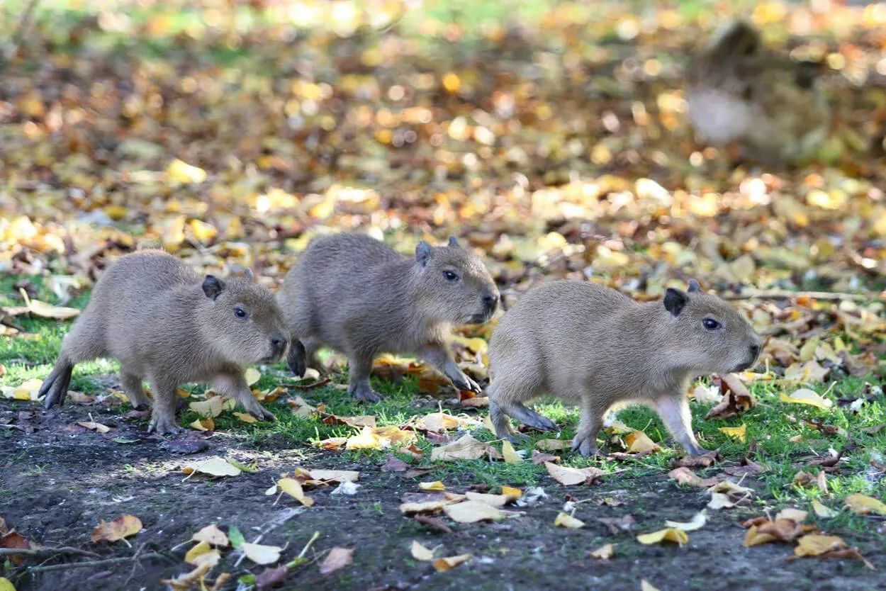 Capibara’s in Faunapark Flakkee op Goeree-Overflakkee