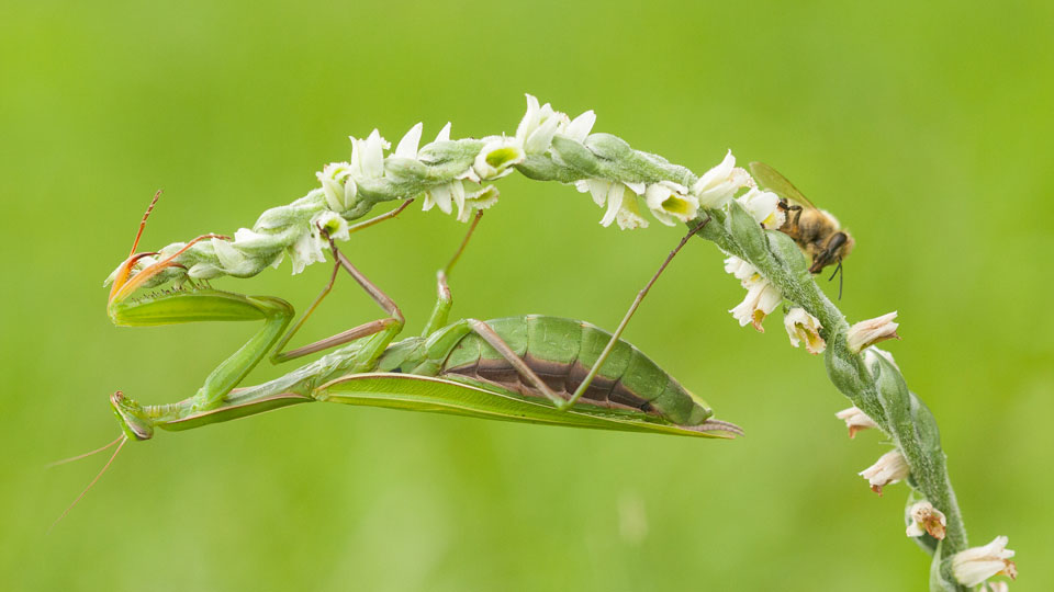 Herfstschroeforchis in bloei