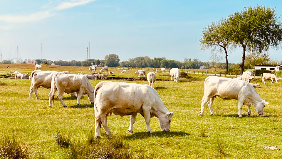 Koeien in de Westduinen bij Ouddorp